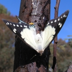 Charaxes sempronius (Tailed Emperor) at Kingston, ACT - 8 Apr 2017 by MatthewFrawley