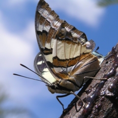 Charaxes sempronius at Kingston, ACT - 8 Apr 2017