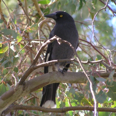 Strepera graculina (Pied Currawong) at Jerrabomberra Wetlands - 8 Apr 2017 by MatthewFrawley