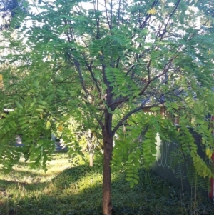 Robinia pseudoacacia at Garran, ACT - 9 Apr 2017 12:00 AM