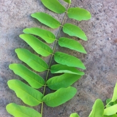 Robinia pseudoacacia at Garran, ACT - 9 Apr 2017 12:00 AM