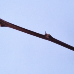 Robinia pseudoacacia at Garran, ACT - 9 Apr 2017