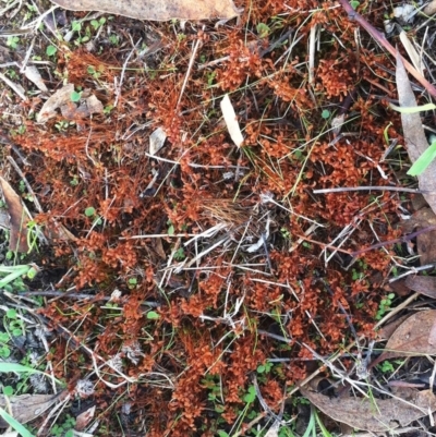 Funaria hygrometrica (Moss) at Garran, ACT - 8 Apr 2017 by ruthkerruish