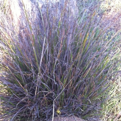 Lepidosperma laterale (Variable Sword Sedge) at Garran, ACT - 8 Apr 2017 by ruthkerruish