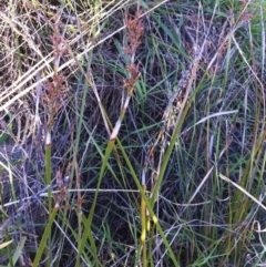 Lepidosperma laterale at Garran, ACT - 8 Apr 2017