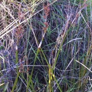 Lepidosperma laterale at Garran, ACT - 8 Apr 2017