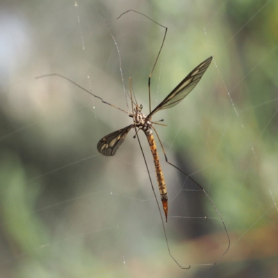 Ptilogyna sp. (genus) (A crane fly) at Black Mountain - 8 Apr 2017 by David