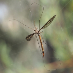 Ptilogyna sp. (genus) (A crane fly) at Point 5816 - 8 Apr 2017 by David