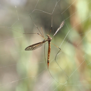 Ptilogyna sp. (genus) at Acton, ACT - 8 Apr 2017