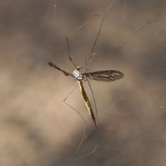 Ptilogyna sp. (genus) at Acton, ACT - 8 Apr 2017