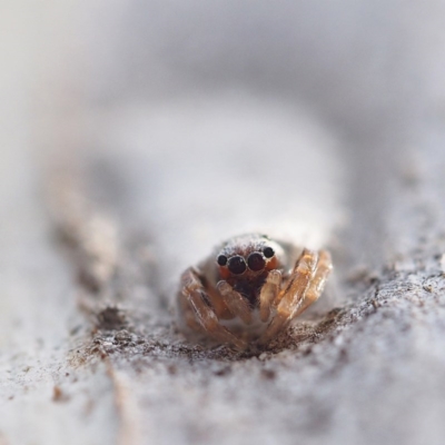 Arasia mollicoma (Flat-white Jumping Spider) at Acton, ACT - 7 Apr 2017 by David