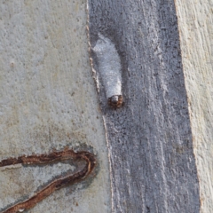 Arasia mollicoma at Acton, ACT - 8 Apr 2017 12:00 AM