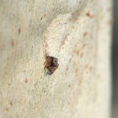 Arasia mollicoma at Acton, ACT - 8 Apr 2017 12:00 AM