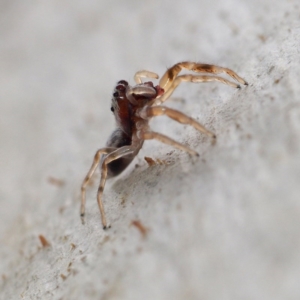 Arasia mollicoma at Acton, ACT - 8 Apr 2017