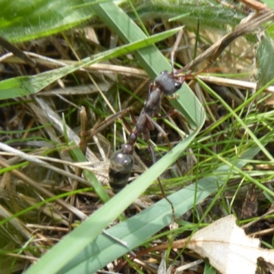 Myrmecia sp. (genus) (Bull ant or Jack Jumper) at Hall Cemetery - 8 Apr 2017 by AndyRussell