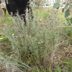 Euchiton sphaericus (Star Cudweed) at Hall, ACT - 8 Apr 2017 by AndyRussell