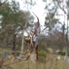 Trichonephila edulis (Golden orb weaver) at Hall, ACT - 8 Apr 2017 by AndyRussell