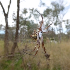 Trichonephila edulis at Hall, ACT - 8 Apr 2017