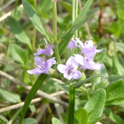 Mentha diemenica (Wild Mint, Slender Mint) at Hall, ACT - 8 Apr 2017 by AndyRussell