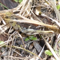 Gastrimargus musicus (Yellow-winged Locust or Grasshopper) at Hall, ACT - 8 Apr 2017 by AndyRussell