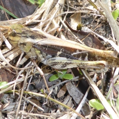 Gastrimargus musicus (Yellow-winged Locust or Grasshopper) at Hall, ACT - 8 Apr 2017 by AndyRussell