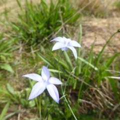 Wahlenbergia sp. (Bluebell) at Hall, ACT - 8 Apr 2017 by AndyRussell