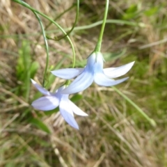 Wahlenbergia sp. at Hall, ACT - 8 Apr 2017 11:57 AM