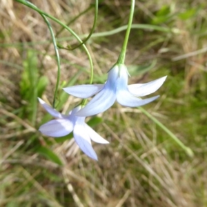 Wahlenbergia sp. at Hall, ACT - 8 Apr 2017