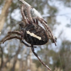 Hortophora sp. (genus) (Garden orb weaver) at Hall, ACT - 8 Apr 2017 by AndyRussell