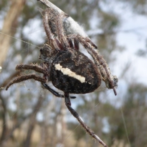 Hortophora sp. (genus) at Hall, ACT - 8 Apr 2017 11:54 AM