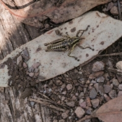 Monistria concinna (Southern Pyrgomorph) at Cotter River, ACT - 5 Apr 2017 by SWishart