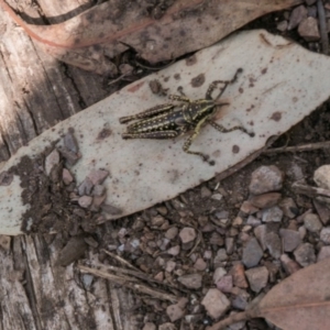 Monistria concinna at Cotter River, ACT - 5 Apr 2017