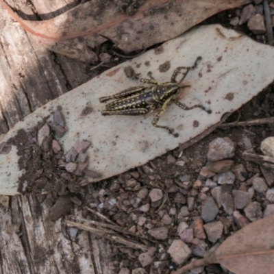 Monistria concinna (Southern Pyrgomorph) at Namadgi National Park - 5 Apr 2017 by SWishart