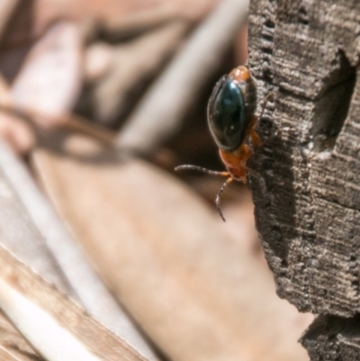 Ellopidia sp. (genus) (Leaf Beetle) at Cotter River, ACT - 5 Apr 2017 by SWishart