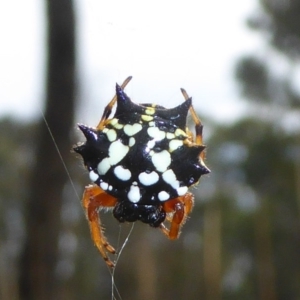 Austracantha minax at Hall, ACT - 8 Apr 2017 11:48 AM