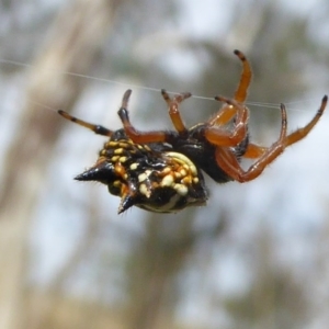 Austracantha minax at Hall, ACT - 8 Apr 2017 11:48 AM