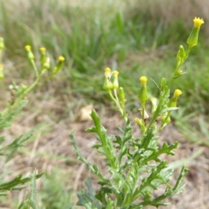 Senecio bathurstianus at Hall, ACT - 8 Apr 2017 11:23 AM