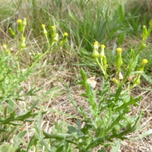 Senecio bathurstianus at Hall, ACT - 8 Apr 2017 11:23 AM