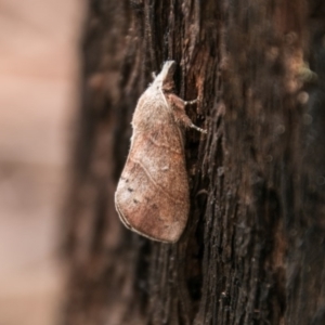 Opsirhina albigutta at Cotter River, ACT - 5 Apr 2017