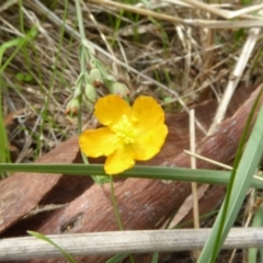 Hypericum gramineum (Small St Johns Wort) at Hall, ACT - 8 Apr 2017 by AndyRussell