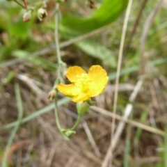 Hypericum gramineum at Hall, ACT - 8 Apr 2017