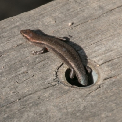 Lampropholis guichenoti (Common Garden Skink) at Namadgi National Park - 5 Apr 2017 by SWishart