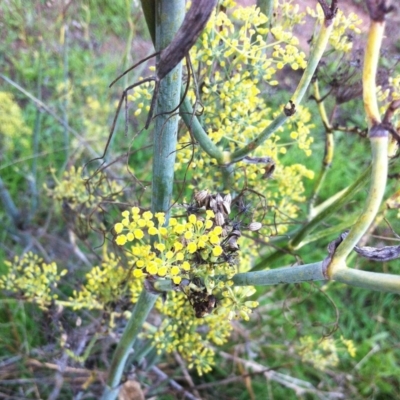 Foeniculum vulgare (Fennel) at Red Hill to Yarralumla Creek - 7 Apr 2017 by ruthkerruish