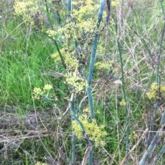Foeniculum vulgare at Garran, ACT - 8 Apr 2017