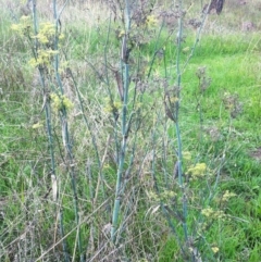 Foeniculum vulgare at Garran, ACT - 8 Apr 2017