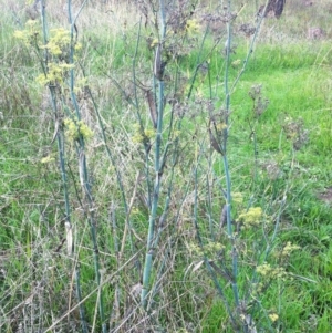 Foeniculum vulgare at Garran, ACT - 8 Apr 2017