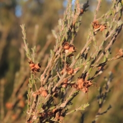 Kunzea parvifolia (Violet Kunzea) at Urambi Hills - 8 Apr 2017 by MichaelBedingfield