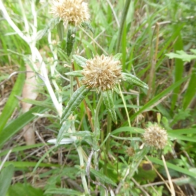 Euchiton sphaericus (Star Cudweed) at Hall Cemetery - 8 Apr 2017 by AndyRussell