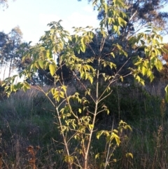 Acer negundo (Box Elder) at Red Hill to Yarralumla Creek - 7 Apr 2017 by ruthkerruish