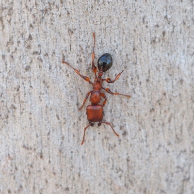 Podomyrma gratiosa (Muscleman tree ant) at Acton, ACT - 8 Apr 2017 by David
